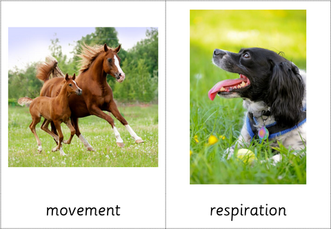 Montessori Characteristics of Living Things Nomenclature Cards