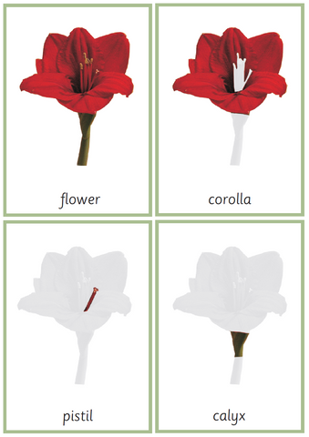 Montessori Flower Nomenclature 3-Part Cards