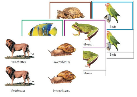 Montessori Classification Of The Animal Kingdom