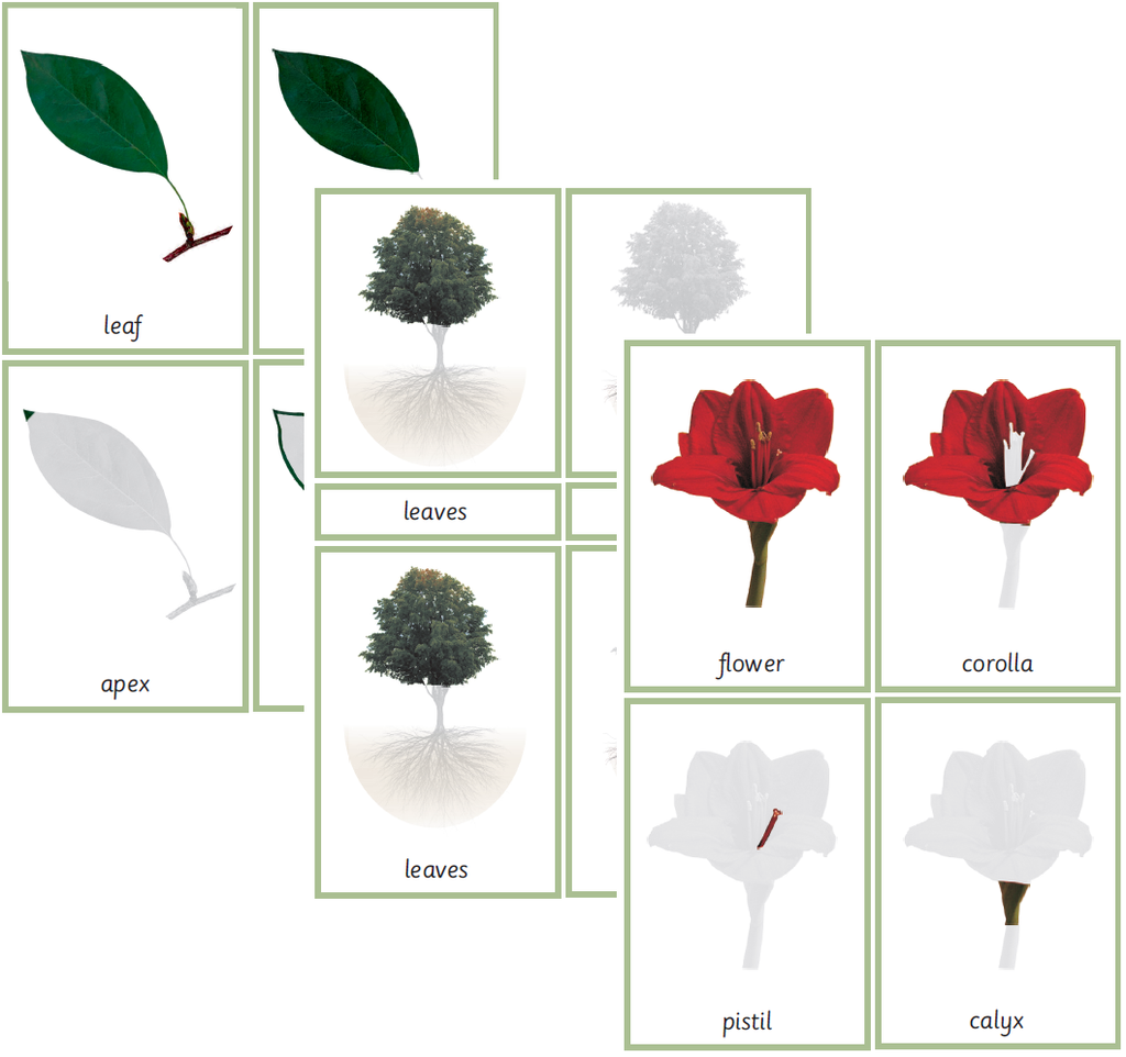 Bundle: Montessori Botany Nomenclature 3-Part Cards for Parts of the Tree, Flower and Leaf