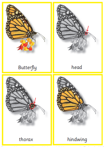 Montessori Butterfly Nomenclature 3-Part Cards