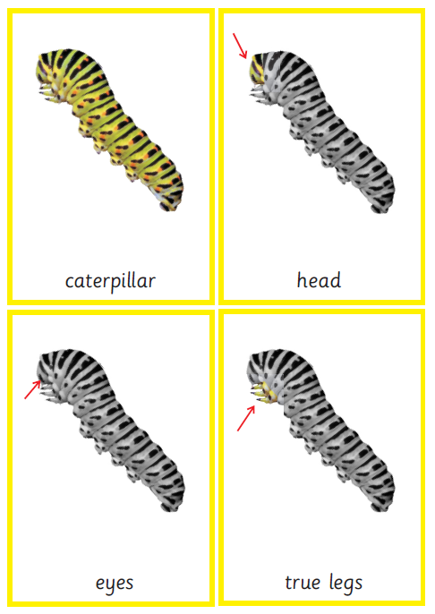 Montessori Caterpillar Nomenclature 3-Part Cards