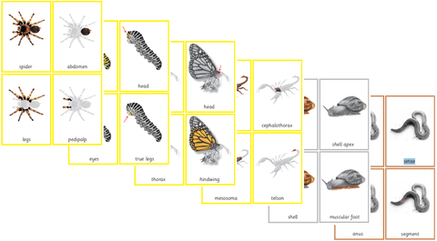 Bundle: Montessori Invertebrates Nomenclature 3-Part Cards for Parts of the Butterfly, Snail, Spider, Scorpion, Worm and Caterpillar