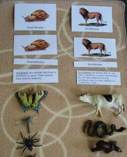 Montessori Classification Of The Animal Kingdom