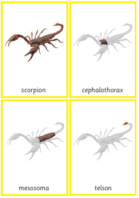 Montessori Scorpion Nomenclature 3-Part Cards