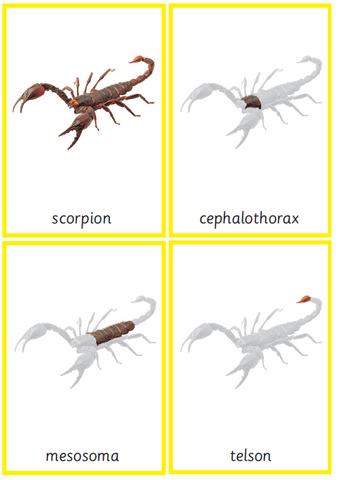 Montessori Scorpion Nomenclature 3-Part Cards