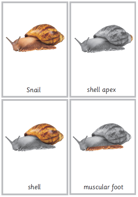 Montessori Snail Nomenclature 3-Part Cards