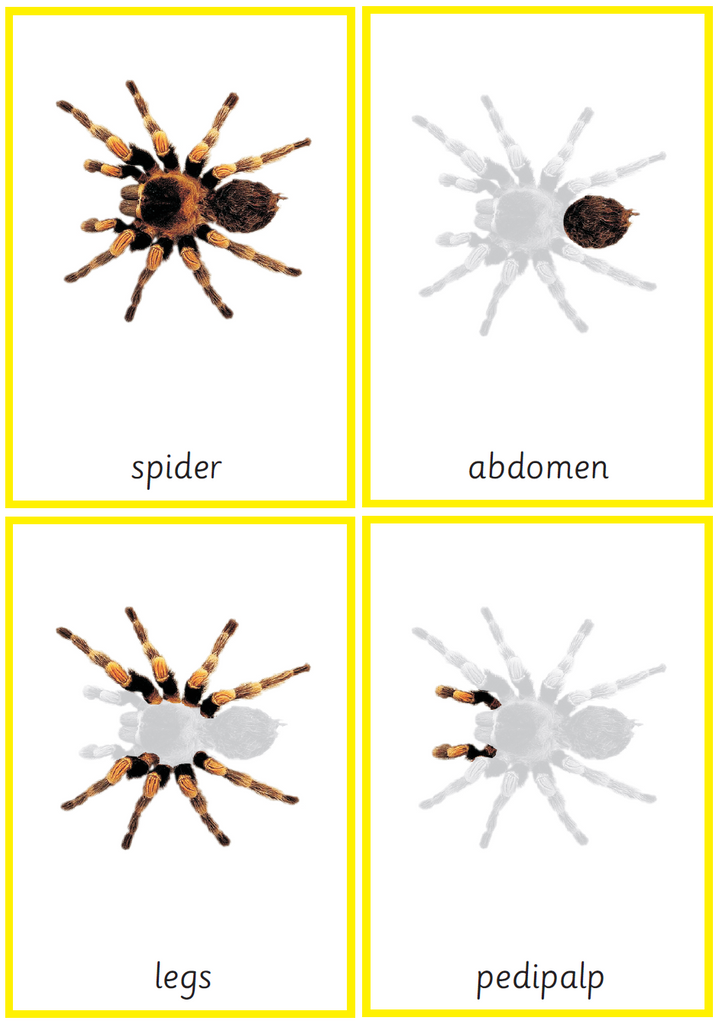 Montessori Spider Nomenclature 3-Part Cards – The Learning Ark
