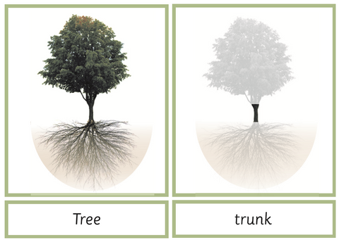 Montessori Tree Nomenclature 3-Part Cards